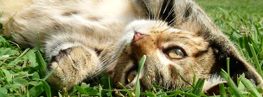 Al momento stai visualizzando AVVISO PUBBLICO PER GESTIONE GATTILE scade 2 aprile